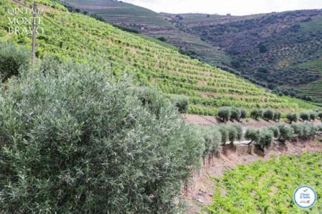 Quinta Do Monte Bravo - Douro - Quarto Duplo Villa Ervedosa do Douro Eksteriør bilde